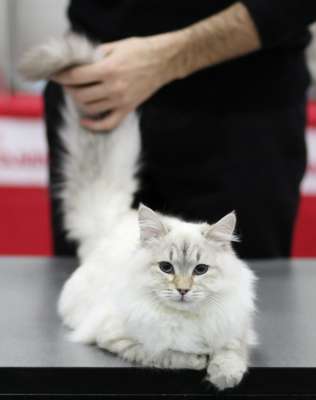 �������� ����� '������� ���-�����' 30 ������-1 ������� 2013., ������������ ��� 3656